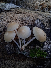 Filoboletus gracilis
