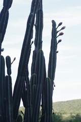 Cereus jamacaru