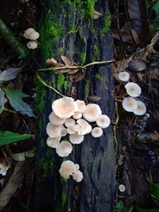 Filoboletus gracilis