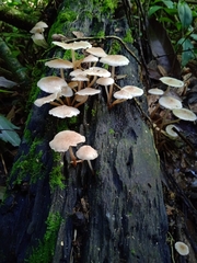 Filoboletus gracilis