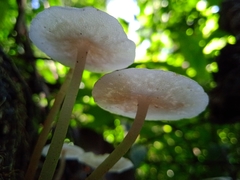 Filoboletus gracilis