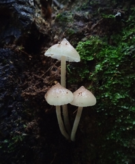 Filoboletus gracilis