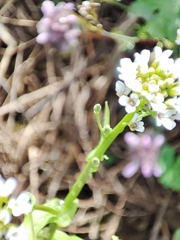 Calepina irregularis