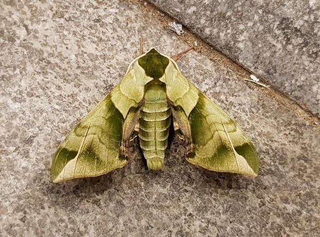 Callambulyx tatarinovii
