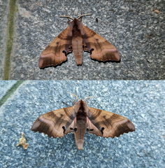 Marumba gaschkewitschii