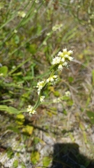 Baccharis subtropicalis