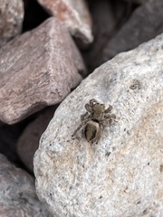 Habronattus virgulatus