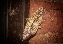 Haritalodes obliqualis