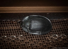 Pterohelaeus hackeri