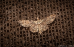 Gymnoscelis derogata