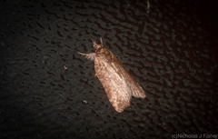 Nycteola indica