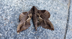 Phyllosphingia dissimilis