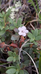 Rhododendron adamsii