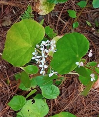 Begonia fusca