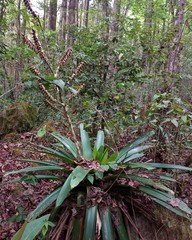 Werauhia werckleana