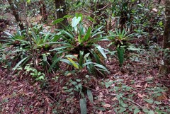 Werauhia werckleana