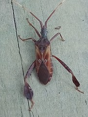 Leptoglossus crestalis