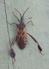 Leptoglossus crestalis