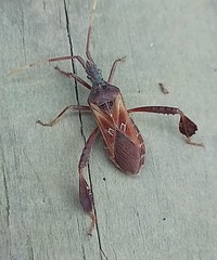 Leptoglossus crestalis