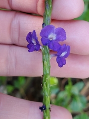 Stachytarpheta