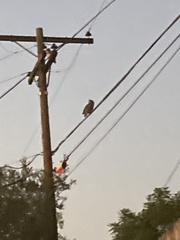 Bubo virginianus