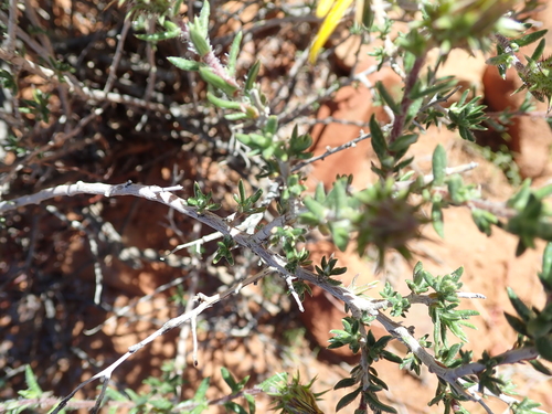 Image of Gorteria alienata by no rights reserved