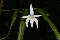 Angraecum mauritianum