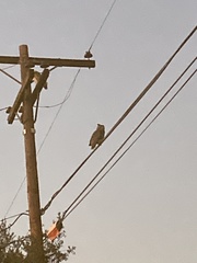 Bubo virginianus