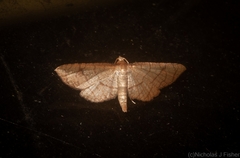 Hypolamprus ypsilon