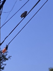 Bubo virginianus