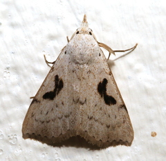 Herminodes subclara