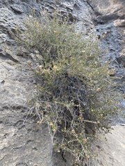 Purshia ericifolia