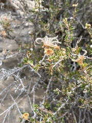 Purshia ericifolia
