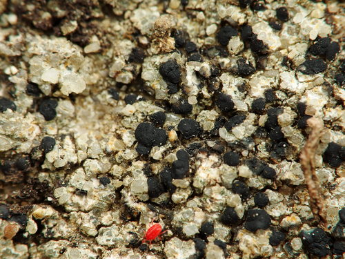 concentric boulder lichen