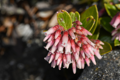 Vaccinium talamancense