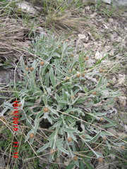 Psephellus marschallianus