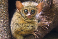 Tarsius spectrumgurskyae