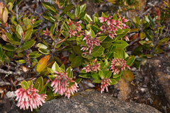 Vaccinium talamancense