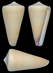 Conus virgo