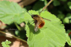 Bombylius candidus