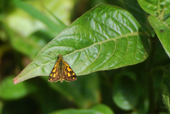 Metisella metis