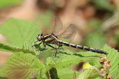 Trigomphus agricola