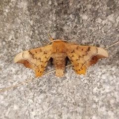 Oberthueria caeca