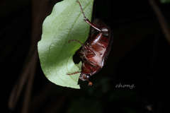 Holotrichia parallela