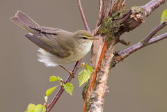 Willow Warbler photo 4