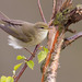 Mosquitero Musical - Photo (c) Paul Cools, algunos derechos reservados (CC BY-NC), uploaded by Paul Cools