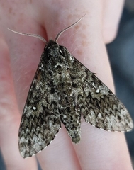 Dolbina tancrei