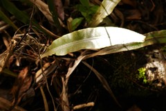 Elaphoglossum heterolepis