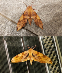 Clanis undulosa
