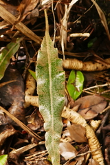 Elaphoglossum heterolepis